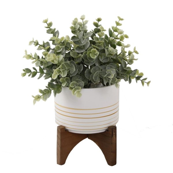 Conservatorio CS3096EGDWH 475 in Eucalyptus in Ceramic Pot on Wood Stand Gold  White CO1780596